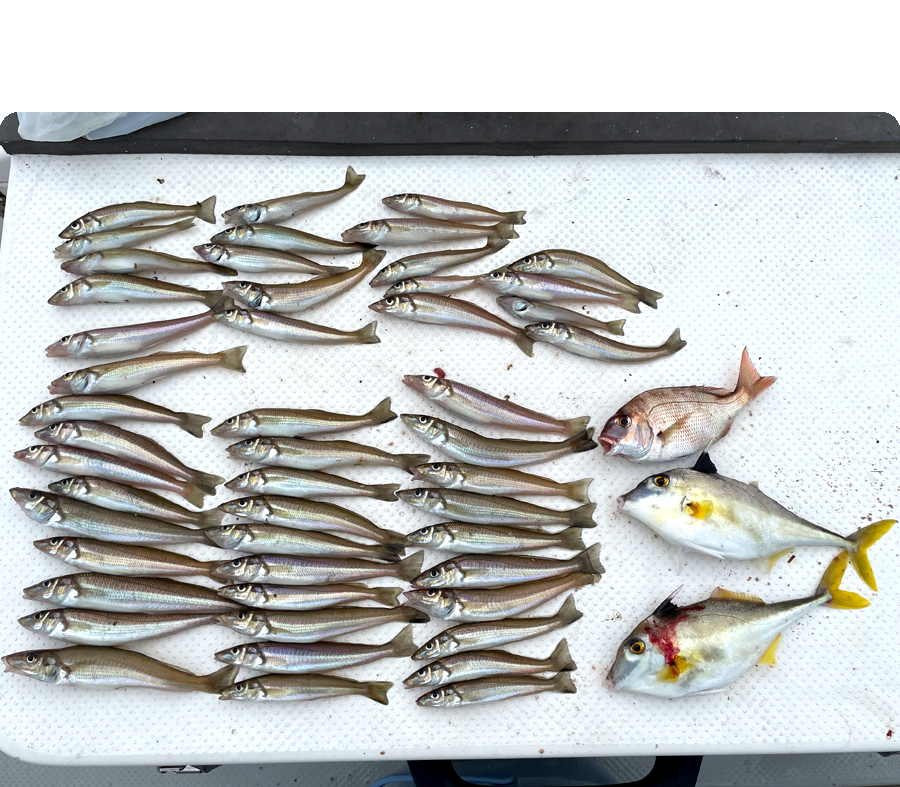 釣果8