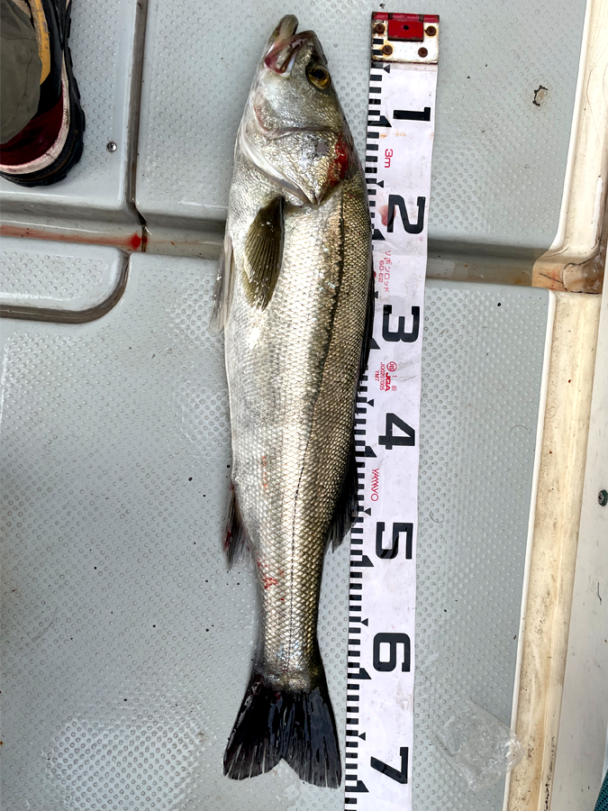 釣果6